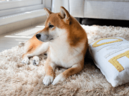 Best Shag Rugs